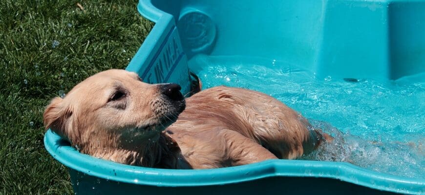 An,Adorable,Long,Haired,Dog,Relaxing,In,A,Blue,Baby
