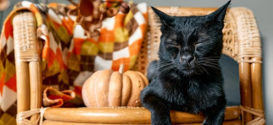 Halloween,Black,Cat,With,Pumpkin.,Cute,Kitty,Sleeping,With,Pumpkin